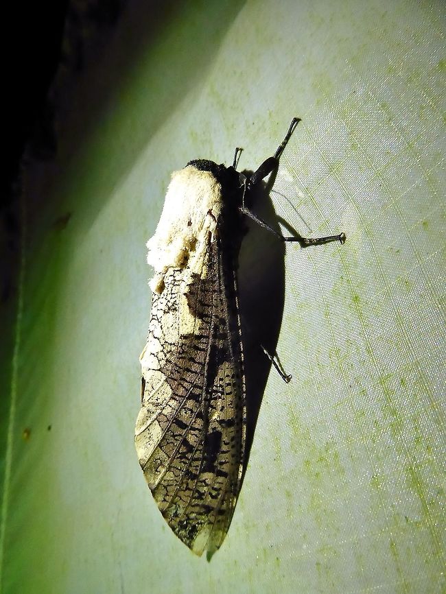Xyleutes persona (Cossidae) Bukit Fraser, Malaysia. Dec 24, 2016. Geotagged,Malaysia,Winter,Xyleutes persona