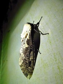 Xyleutes persona (Cossidae) Bukit Fraser, Malaysia. Dec 24, 2016. Geotagged,Malaysia,Winter,Xyleutes persona