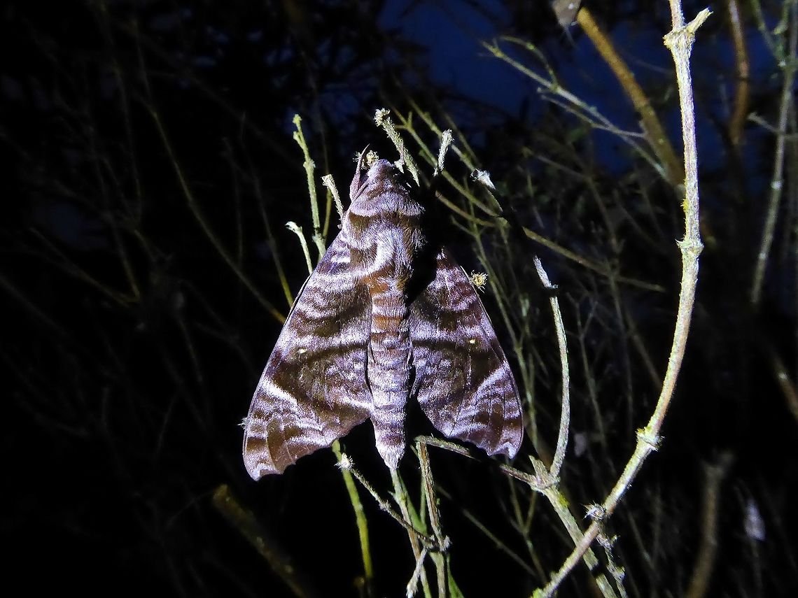 Acosmeryx sericeus (Sphingidae) Bukit Fraser, Malaysia. Dec 23, 2016. Acosmeryx sericeus,Geotagged,Malaysia,Winter