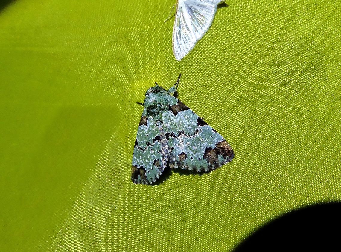 Belciana biformis (Noctuidae) Bukit Fraser, Malaysia. 22 Dec 2016. Belciana biformis,Fall,Geotagged,Malaysia