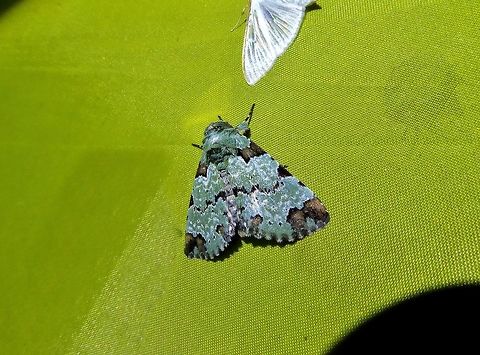 Belciana biformis (Noctuidae) Bukit Fraser, Malaysia. 22 Dec 2016. Belciana biformis,Fall,Geotagged,Malaysia