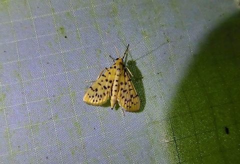 Conogethes punctiferalis (Crambidae) Bukit Fraser, Malaysia. 23 Dec 2016. Conogethes punctiferalis,Geotagged,Malaysia,Winter