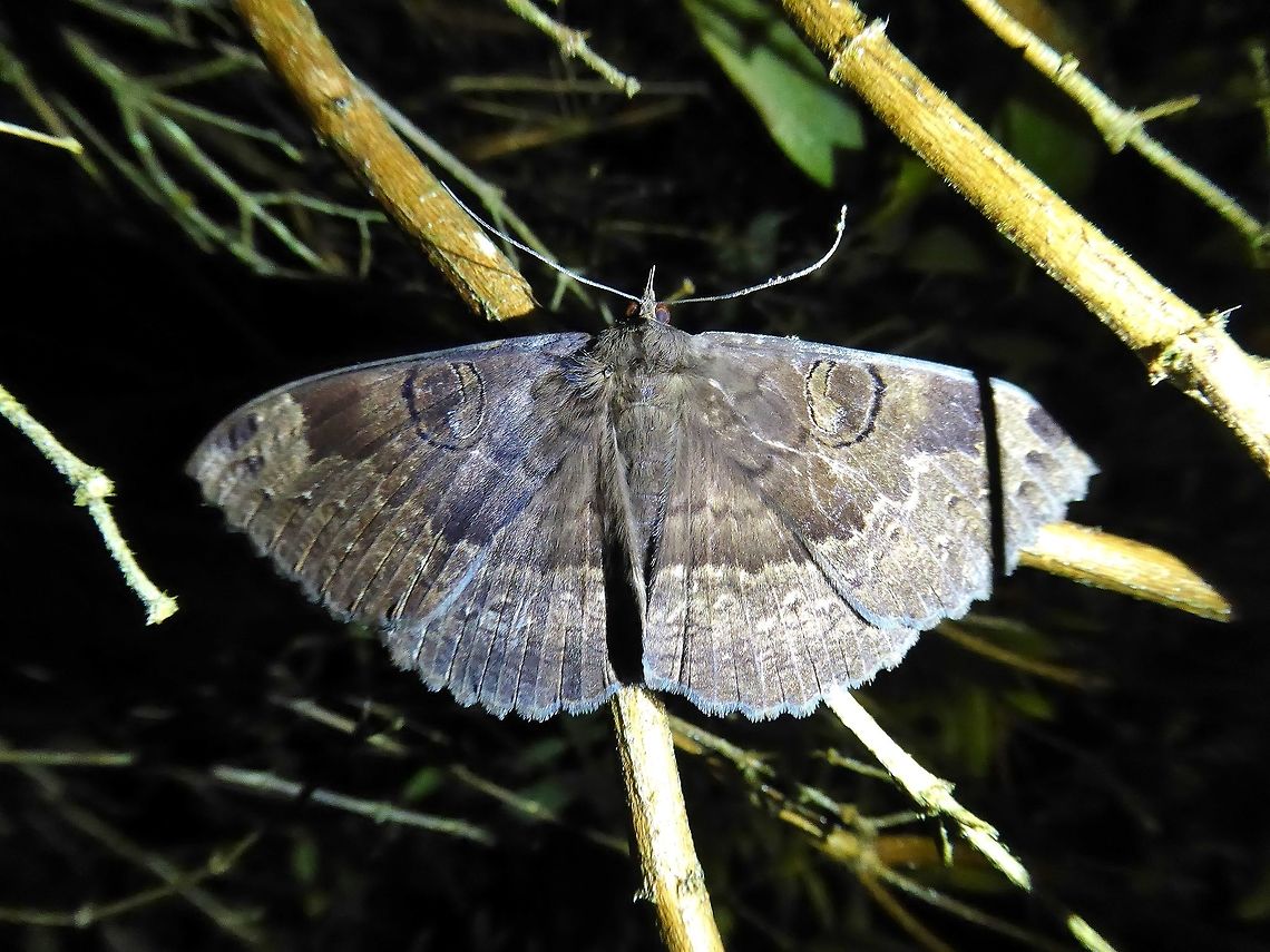 Female Erebus caprimulgus (Erebidae) Bukit Fraser, Malaysia. 24 Dec 2016. API,Erebus caprimulgus,Geotagged,Malaysia,Winter