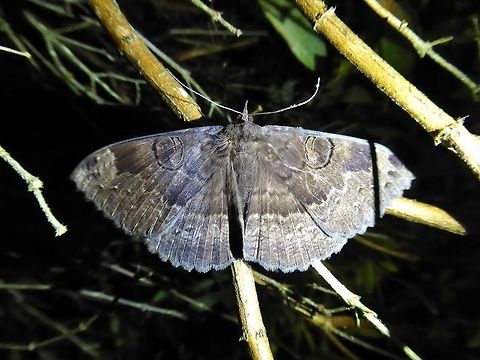 Female Erebus caprimulgus (Erebidae) Bukit Fraser, Malaysia. 24 Dec 2016. API,Erebus caprimulgus,Geotagged,Malaysia,Winter