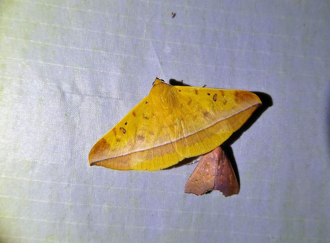 Hamodes lutea (Noctuidae) Bukit Fraser, Malaysia. 23 Dec 2016. Geotagged,Hamodes lutea,Malaysia,Winter