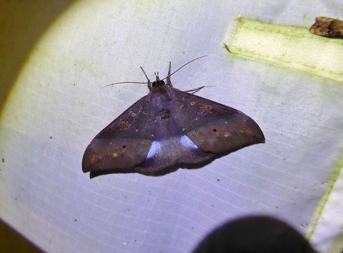 Ischyja inferna, female (Noctuidae) Bukit Fraser, Malaysia. 22 Dec 2016. Fall,Geotagged,Ischyja inferna,Malaysia