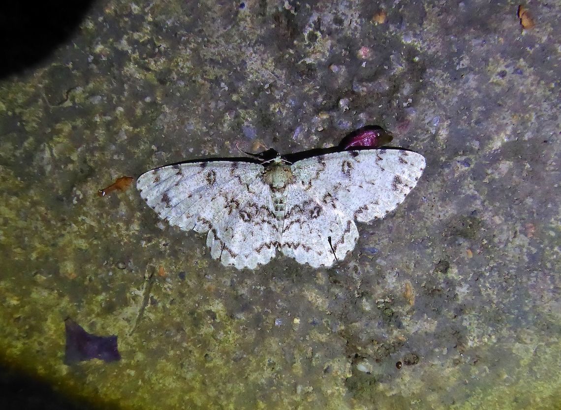 Ophthalmitis basiscripta (Geometridae) Bukit Fraser, Malaysia. 22 Dec 2016. Fall,Geotagged,Malaysia,Ophthalmitis basiscripta