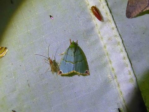Paracrama dulcissima (Nolidae) Bukit Fraser, Malaysia. 23 Dec 2016. Geotagged,Malaysia,Paracrama dulcissima,Winter