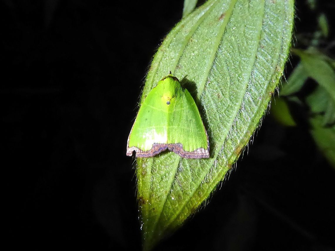 Paracrama latimargo (Nolidae) Bukit Fraser, Malaysia. 23 Dec 2016.<br />
 Geotagged,Malaysia,Paracrama latimargo,Winter