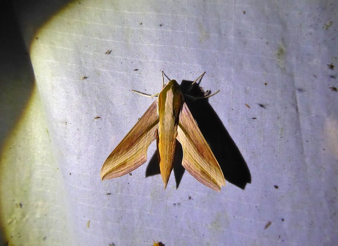 Theretra suffusa (Sphingidae) Bukit Fraser, Malaysia. 23 Dec 2016. Geotagged,Malaysia,Theretra suffusa,Winter