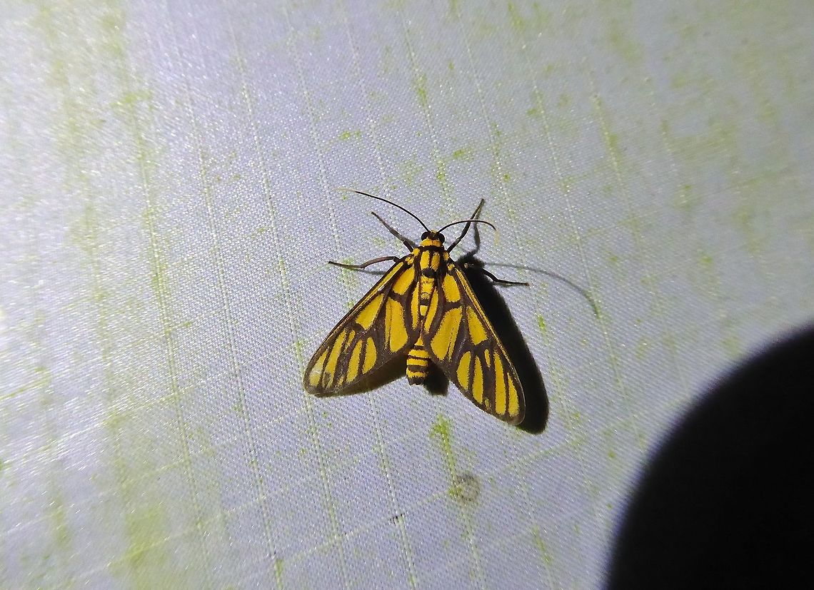 Trypanophora anchora (Zygaenidae) Bukit Fraser, Malaysia. 22 Dec 2016. Fall,Geotagged,Malaysia,Trypanophora anchora
