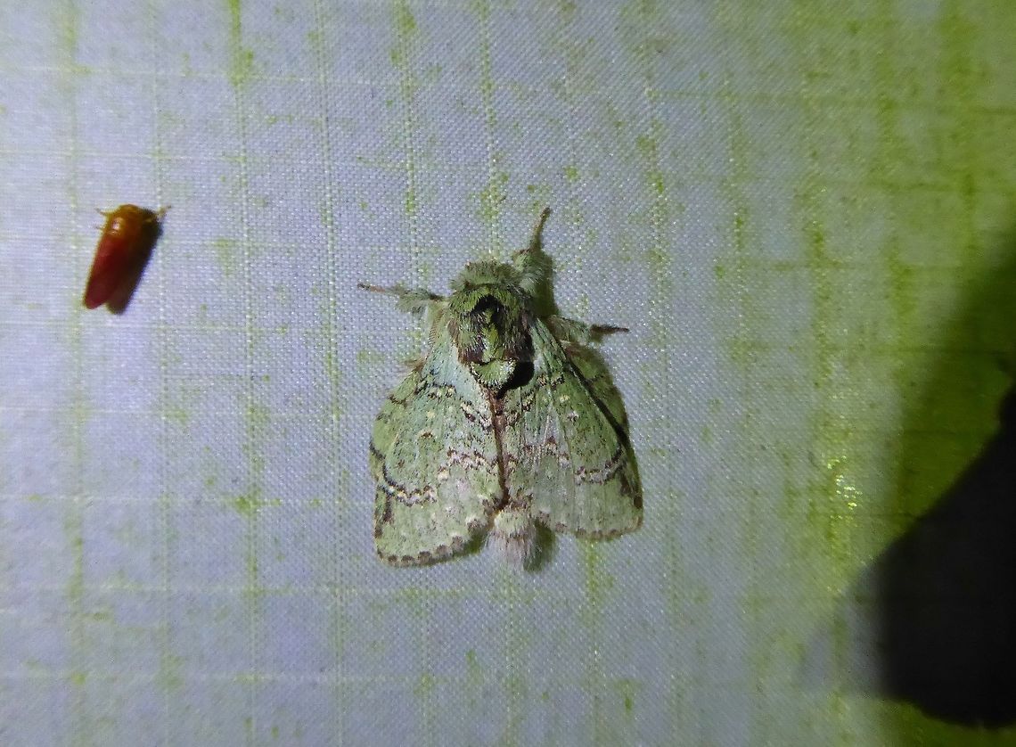 Stauropus virescens (Notodontidae) Bukit Fraser, Malaysia. 23 Dec 2016. Geotagged,Malaysia,Stauropus virescens,Winter