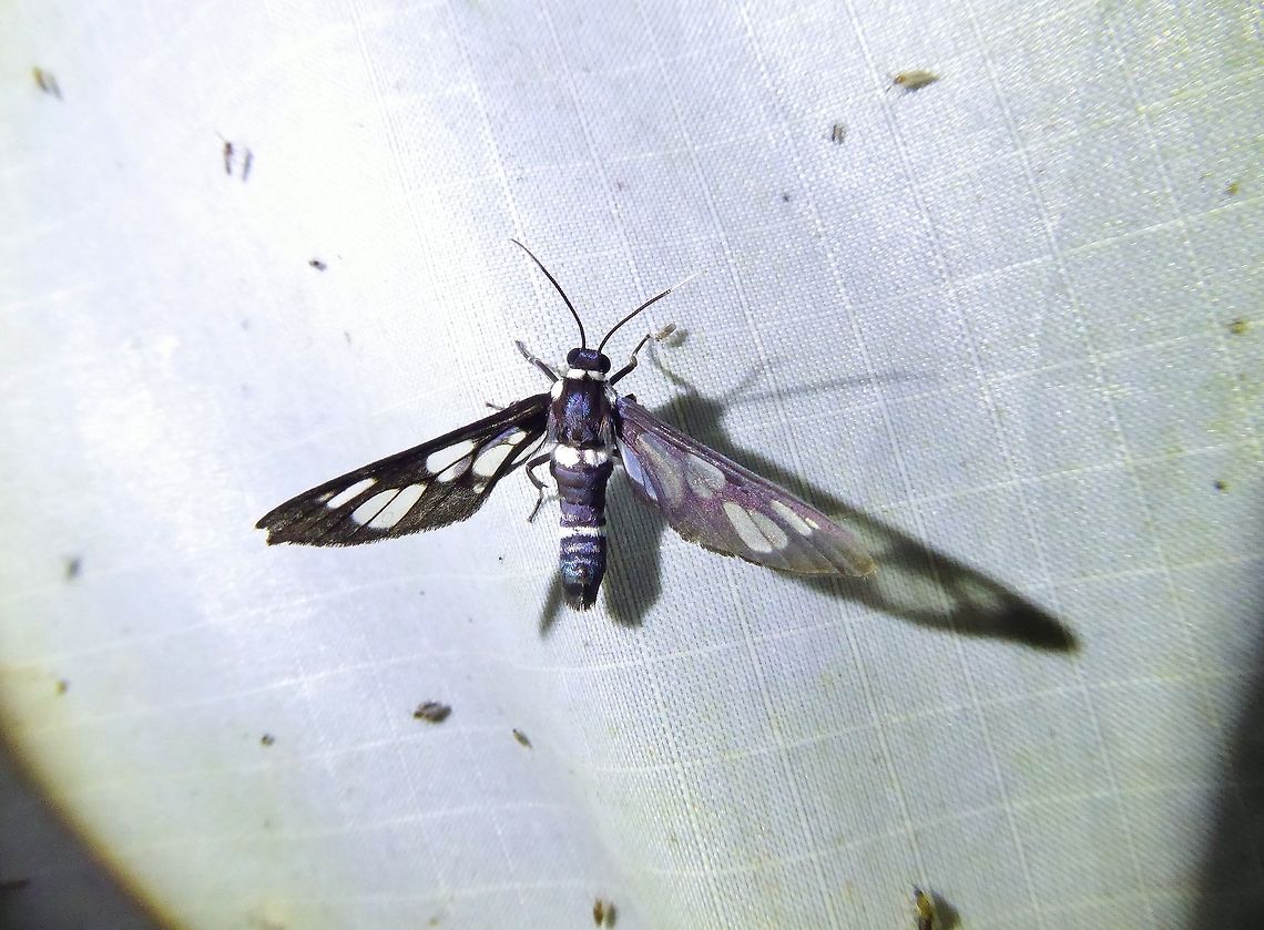 Auriculoceryx transitiva (Erebidae, Arctiinae) Bukit Fraser, Malaysia. 23 Dec 2016. Arctiinae,Auriculoceryx transitiva,Erebidae,Geotagged,Malaysia,Winter
