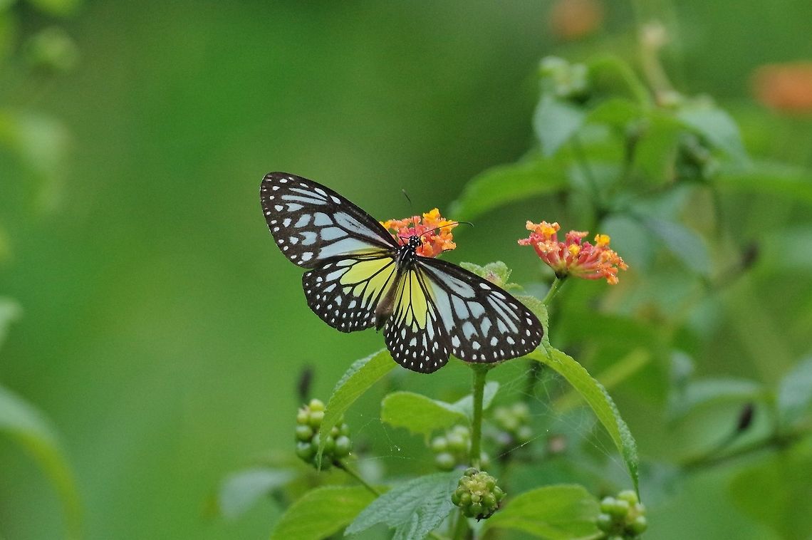 Parantica aspasia (Nymphalidae) The Gap, Bukit Fraser, Malaysia. 24 Dec 2016. Geotagged,Malaysia,Parantica aspasia,Winter,Yellow Glassy Tiger