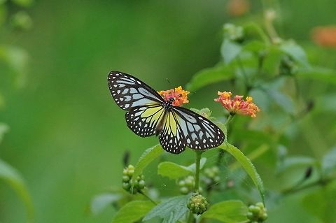 Parantica aspasia (Nymphalidae) The Gap, Bukit Fraser, Malaysia. 24 Dec 2016. Geotagged,Malaysia,Parantica aspasia,Winter,Yellow Glassy Tiger