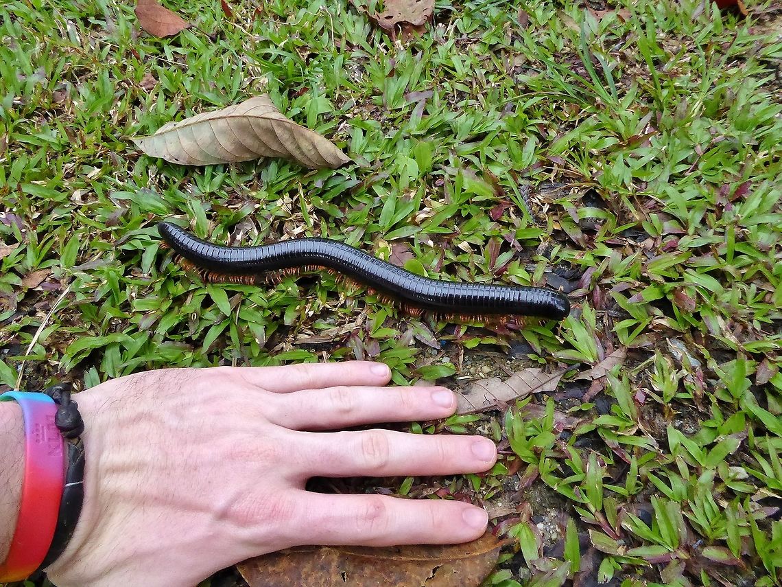 Giant forest millipede (Thyropygus allevatus) Bukit Fraser, Malaysia. 23 Dec 2016. Geotagged,Malaysia,Siamese Pointy-tailed millipede,Thyropygus allevatus,Winter