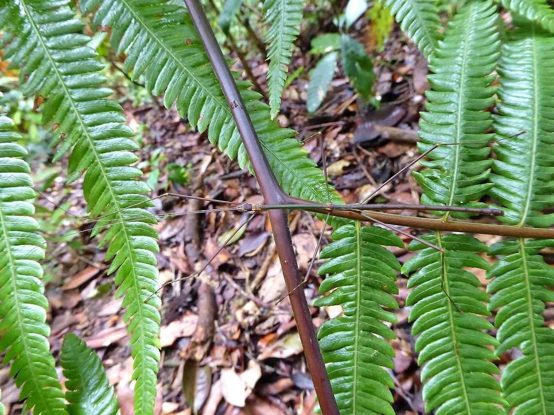 Unknown Phasmid, Malaysia Bukit Fraser, Malaysia. 24 Dec 2016. Geotagged,Malaysia,Winter
