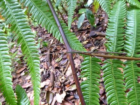 Unknown Phasmid, Malaysia Bukit Fraser, Malaysia. 24 Dec 2016. Geotagged,Malaysia,Winter