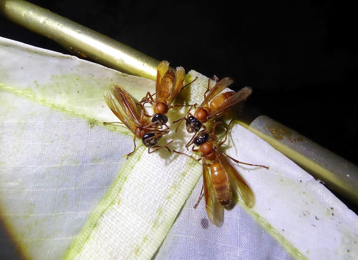 Nocturnal hornet (Provespa nocturna) Bukit Fraser, Malaysia. 23 Dec 2016. Geotagged,Malaysia,Provespa nocturna,Winter