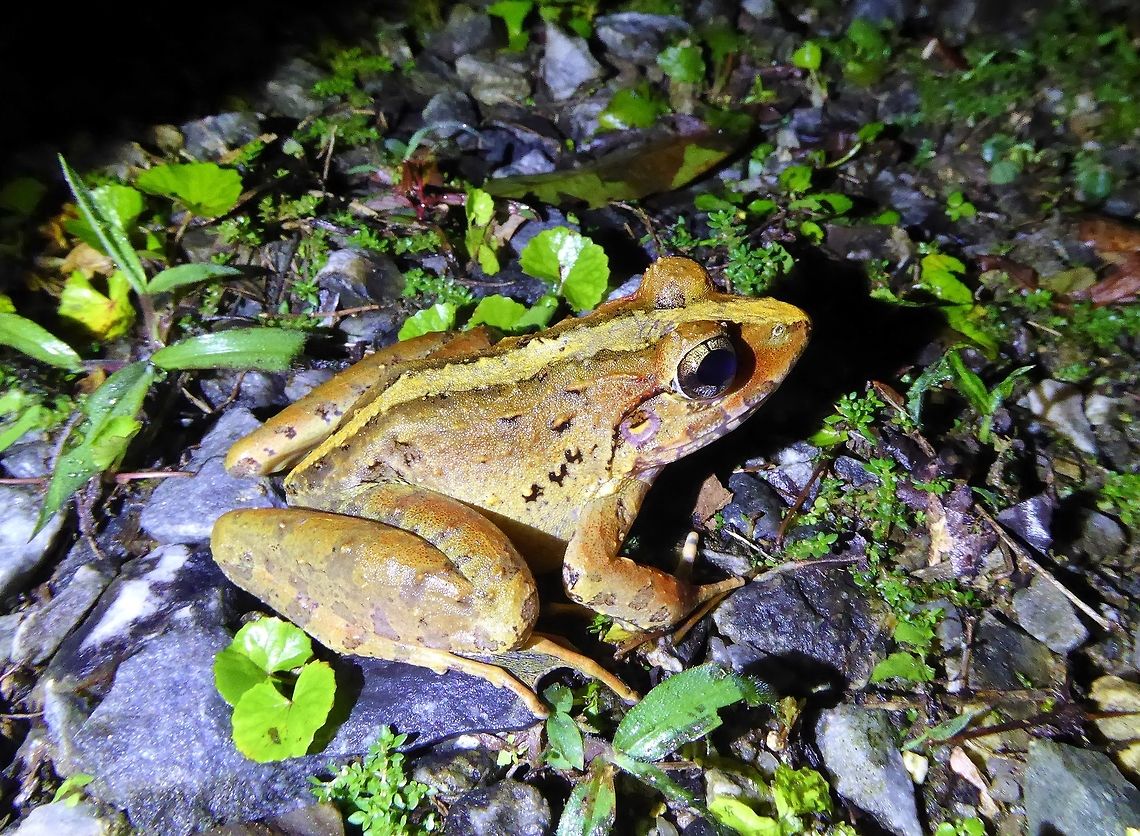 Blyth's river frog (Limnonectes blythii) Bukit Fraser, Malaysia. 24 Dec 2016. Blyth's river frog,Geotagged,Limnonectes blythii,Malaysia,Winter