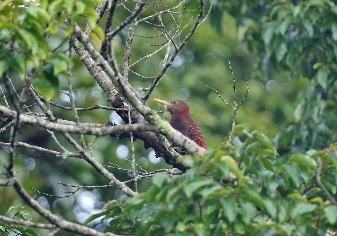 Bay woodpecker (Blythipicus pyrrhotis) Bukit Fraser, Malaysia. 23 Dec 2016. Bay woodpecker,Blythipicus pyrrhotis,Geotagged,Malaysia,Winter