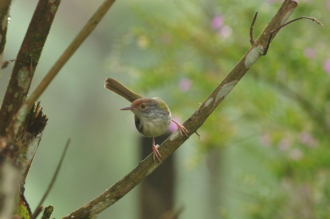 Common Tailorbird (Orthotomus sutorius) Bukit Fraser, Malaysia. 23 Dec 2016. Common Tailorbird,Geotagged,Malaysia,Orthotomus sutorius,Winter
