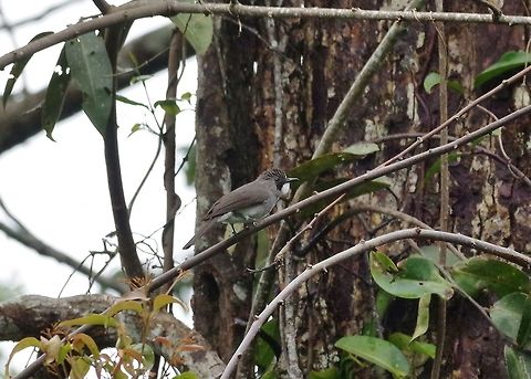 Ashy bulbul (Hemixos flavala) Bukit Fraser, Malaysia. 23 Dec 2016. Ashy bulbul,Geotagged,Hemixos flavala,Malaysia,Winter