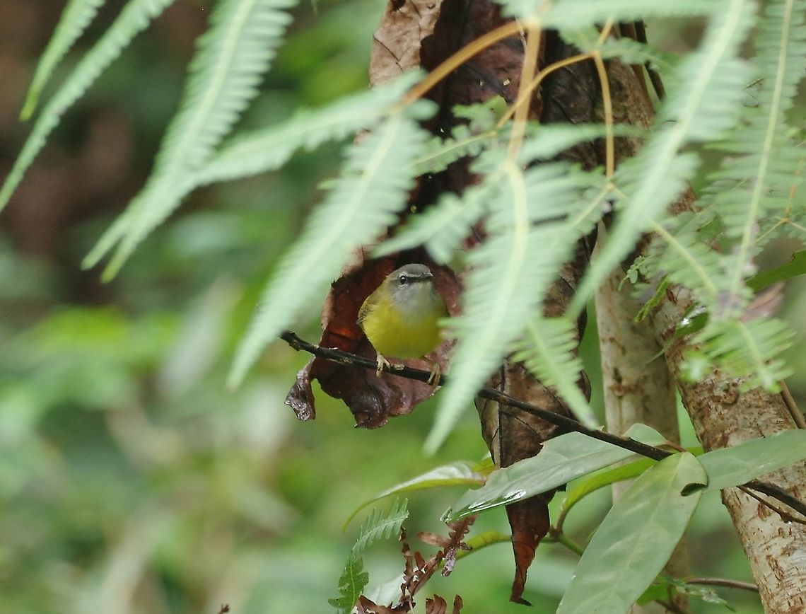 Yellow-bellied warbler (Abroscopus superciliaris) Bukit Fraser, Malaysia. 23 Dec 2016. Abroscopus superciliaris,Geotagged,Malaysia,Winter,Yellow-bellied warbler