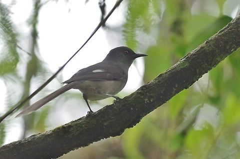 Long-tailed sibia (Heterophasia picaoides) Bukit Fraser, Malaysia. 23 Dec 2016. Geotagged,Heterophasia picaoides,Long-tailed sibia,Malaysia,Winter