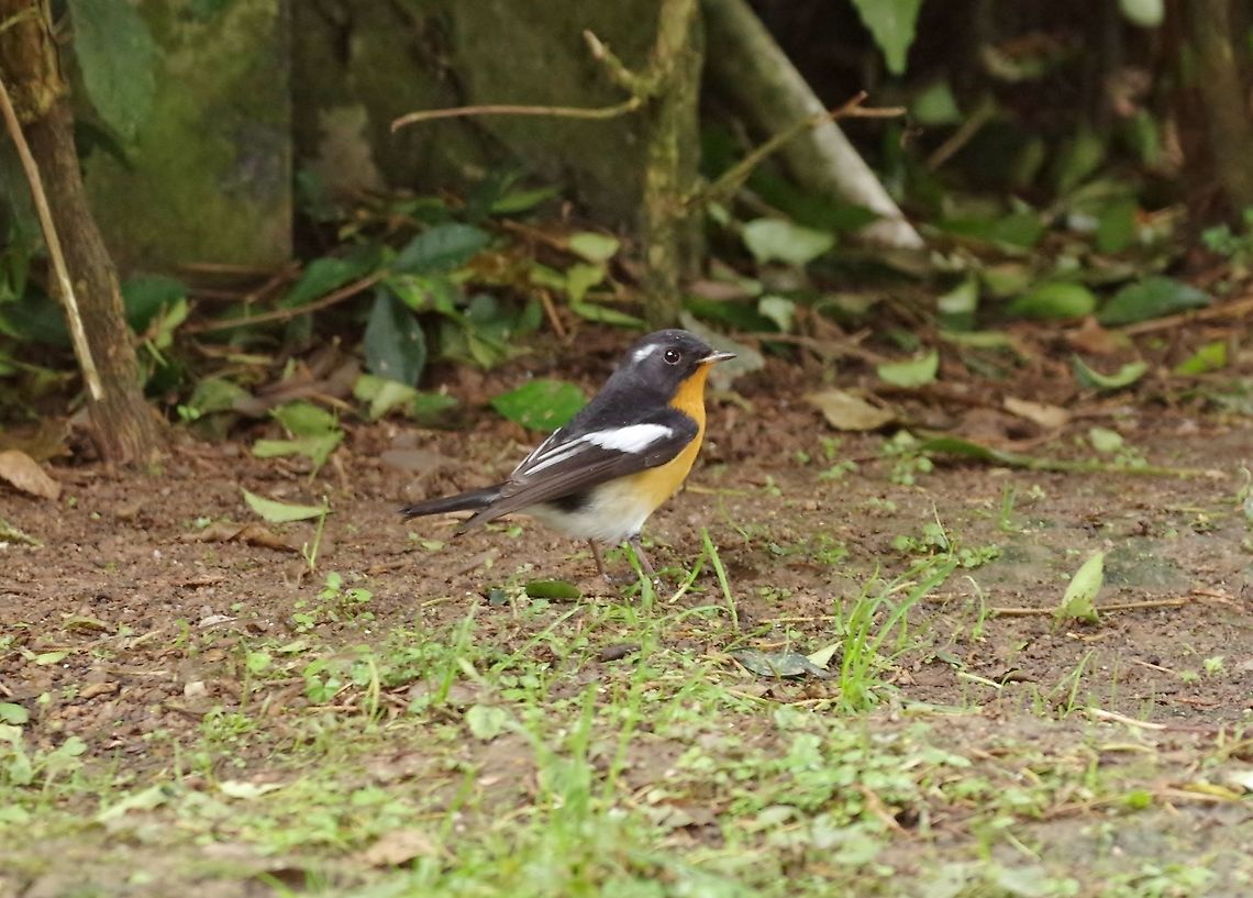 Mugimaki flycatcher (Ficedula mugimaki) Bukit Fraser, Malaysia. 23 Dec 2016. Ficedula mugimaki,Geotagged,Malaysia,Mugimaki flycatcher,Winter