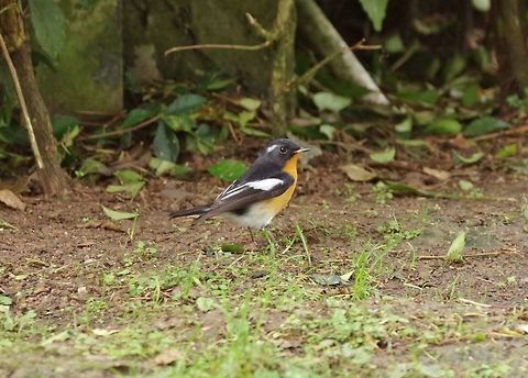 Mugimaki flycatcher (Ficedula mugimaki) Bukit Fraser, Malaysia. 23 Dec 2016. Ficedula mugimaki,Geotagged,Malaysia,Mugimaki flycatcher,Winter