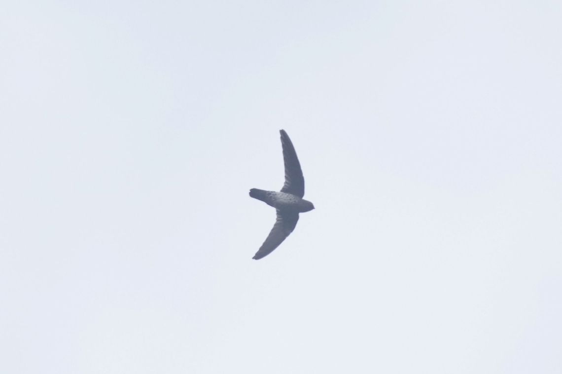 Glossy swiftlet (Collocalia esculenta) The Gap, Bukit Fraser, Malaysia. 24 Dec 2016. Collocalia esculenta,Geotagged,Glossy swiftlet,Hungary,Malaysia,Winter
