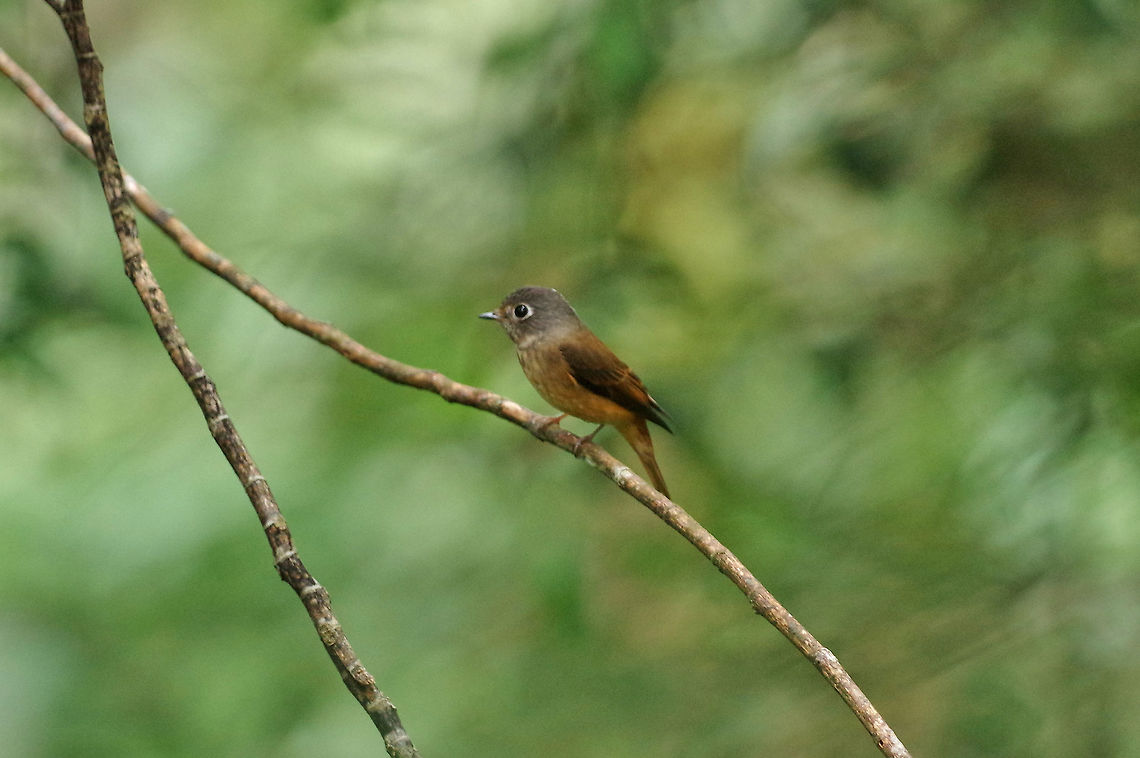 Ferruginous flycatcher (Muscicapa ferruginea) The Gap, Bukit Fraser, Malaysia. 24 Dec 2016. Ferruginous flycatcher,Geotagged,Malaysia,Muscicapa ferruginea,Winter