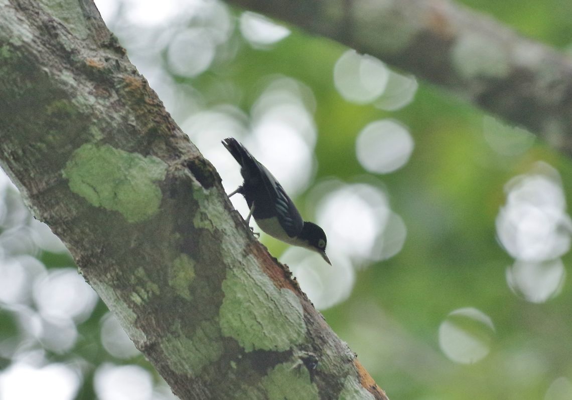 Blue Nuthatch (Sitta azurea) Bukit Fraser, Malaysia. 24 Dec 2016. Blue Nuthatch,Geotagged,Malaysia,Sitta azurea,Winter