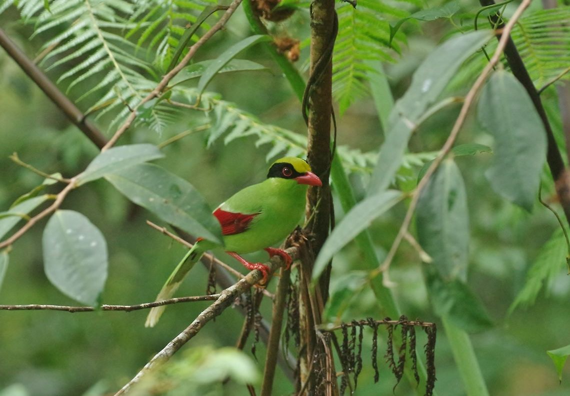 Common green magpie (Cissa chinensis) Bukit Fraser, Malaysia. 24 Dec 2016. Cissa chinensis,Geotagged,Green Magpie,Malaysia,Winter