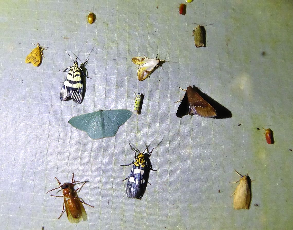 Night visitors Bukit Fraser, Malaysia. 23 Dec 2016. Geotagged,Malaysia,Winter