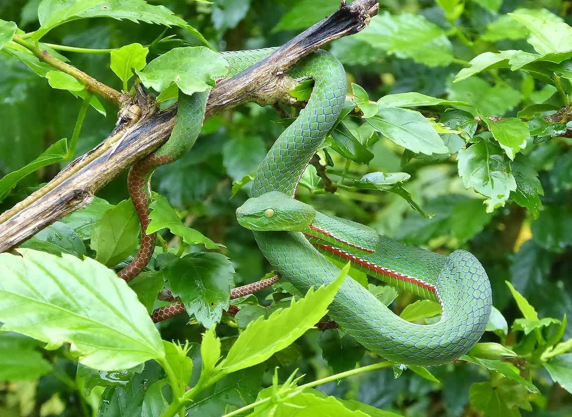 Siamese Peninsula pit viper (Trimeresurus (Popeia) fucatus) Bukit Fraser, Malaysia. 24 Dec 2016. Geotagged,Malaysia,Siamese peninsula pit viper,Trimeresurus fucatus,Trimeresurus vogeli,Winter
