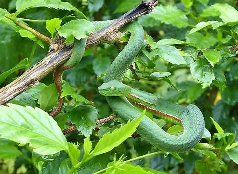 Siamese Peninsula pit viper (Trimeresurus (Popeia) fucatus) Bukit Fraser, Malaysia. 24 Dec 2016. Geotagged,Malaysia,Siamese peninsula pit viper,Trimeresurus fucatus,Trimeresurus vogeli,Winter