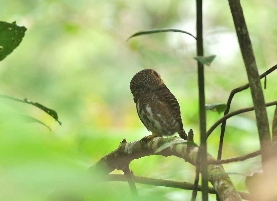 Collared owlet (Glaucidium brodiei) Bukit Fraser, Malaysia. 23 Dec 2016. Collared owlet,Geotagged,Glaucidium brodiei,Malaysia,Winter