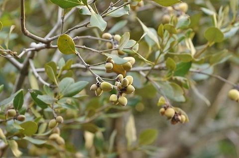 Grey mangrove / manawa (Avicennia marina) Hobson Bay, Auckland, New Zealand. Dec 26, 2016 Avicennia marina,Geotagged,New Zealand,Summer