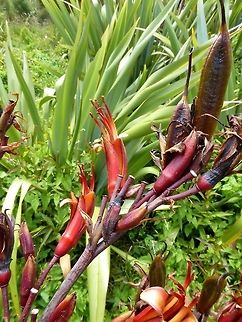 New Zealand Flax / Harakeke (Phormium tenax) Tawharanui Reserve, New Zealand. 27 Dec 2016. Geotagged,New Zealand,Phormium tenax,Summer