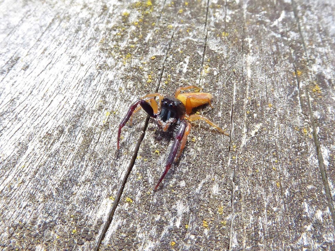 Trite planiceps (Salticidae) Tawharanui Reserve, New Zealand. 27 Dec 2016. Geotagged,New Zealand,Summer,Trite planiceps