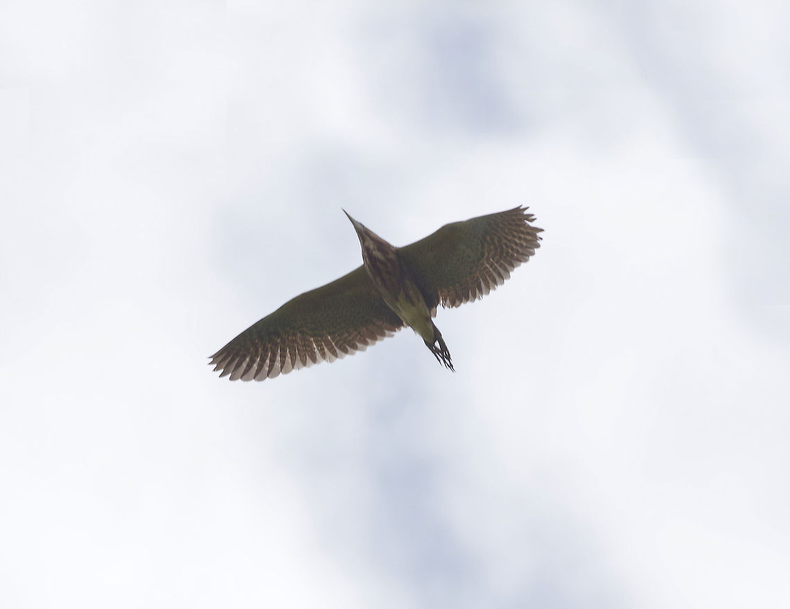 Australasian bittern (Botaurus poiciloptilus) Tawharanui Reserve, New Zealand. 27 Dec 2016.<br />
 Australasian bittern,Botaurus poiciloptilus,Geotagged,New Zealand,Summer