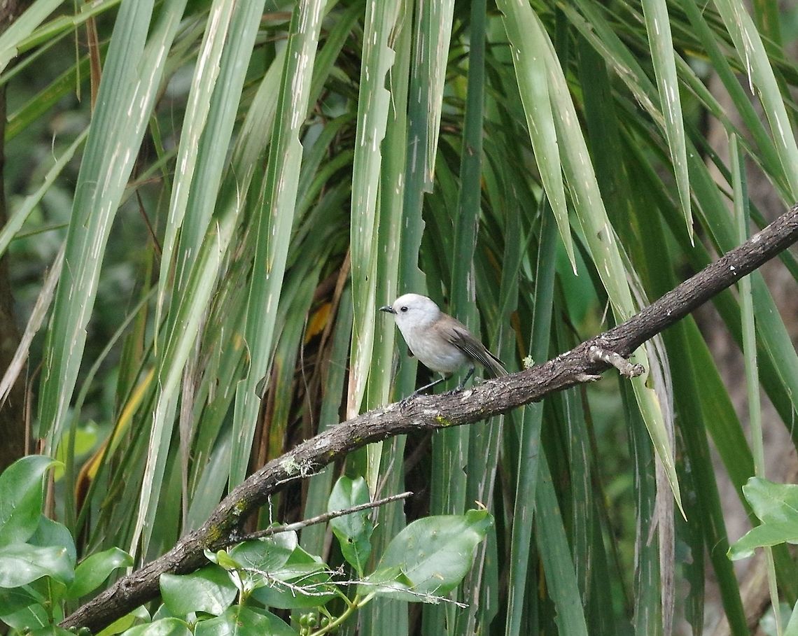 Whitehead / Popokotea (Mohoua albicilla) Tawharanui Reserve, New Zealand. 27 Dec 2016. Geotagged,Mohoua albicilla,New Zealand,Summer,Whitehead