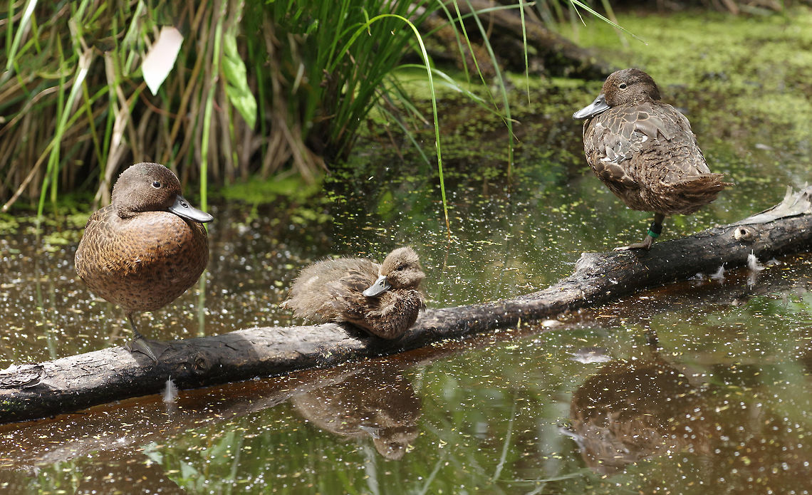 Brown teal / Pateke (Anas chlorotis) Tawharanui Reserve, New Zealand. 27 Dec 2016. Anas chlorotis,Brown teal,Geotagged,New Zealand,Summer