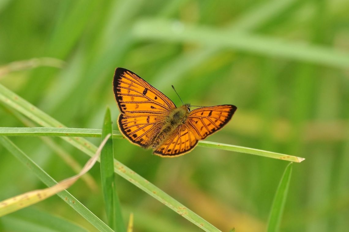 Common copper (Lycaena salustius) Tawharanui Reserve, New Zealand. 27 Dec 2016. Geotagged,Lycaena salustius,New Zealand,Summer