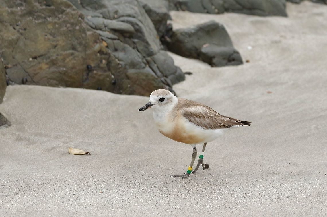 New Zealand plover / Tuturiwhatu (Charadrius obscurus) Tawharanui Reserve, New Zealand. 27 Dec 2016. Charadrius obscurus,Geotagged,New Zealand,New Zealand plover,Summer,Winter
