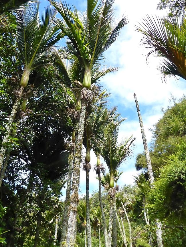 Nikau palm (Rhopalostylis sapida) Tawharanui Reserve, New Zealand. 27 Dec 2016. Geotagged,New Zealand,Nīkau,Rhopalostylis sapida,Summer
