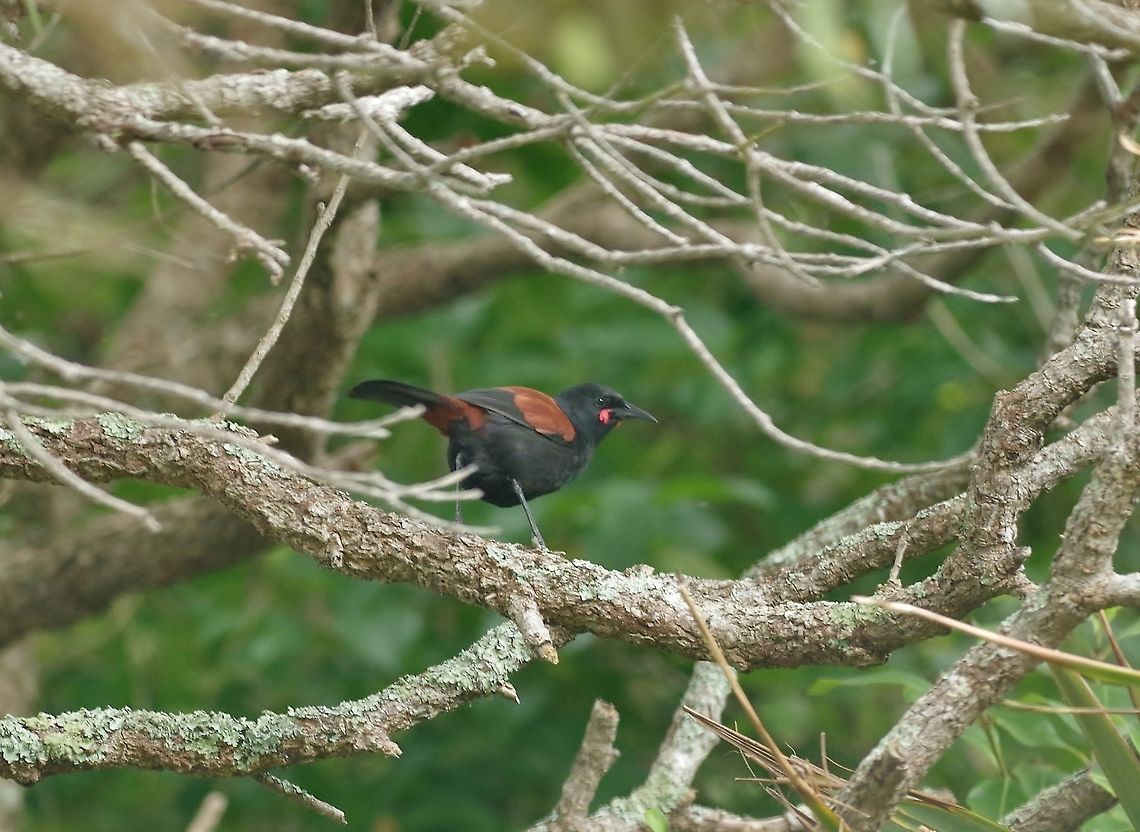 North Island saddleback / Tieke (Philesturnus rufusater) Tiritiri Matangi Island, New Zealand. Jan 2, 2017 Geotagged,New Zealand,North Island saddleback,Philesturnus rufusater,Summer