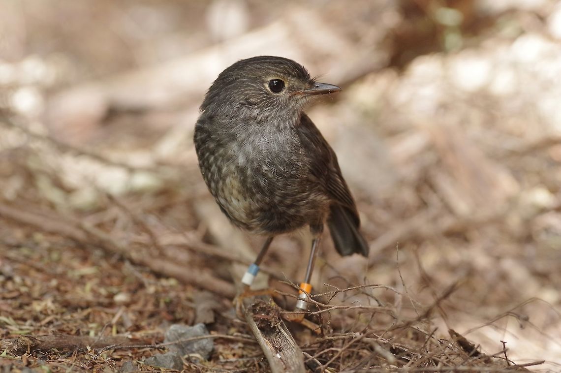 North Island robin / Toutouwai (Petroica longipes) Tawharanui Reserve, New Zealand. 27 Dec 2016. Geotagged,New Zealand,North Island robin,Petroica longipes,Summer